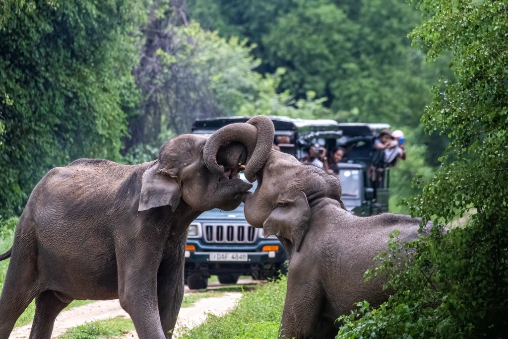 safari moments. elephant watching in safari