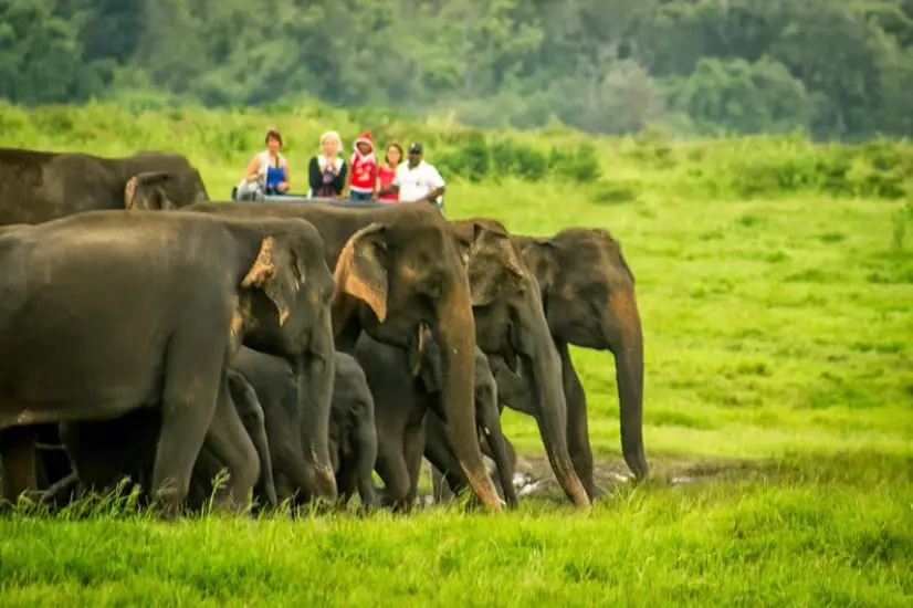 Elephant gathering at Minneriya National Park Sri Lanka