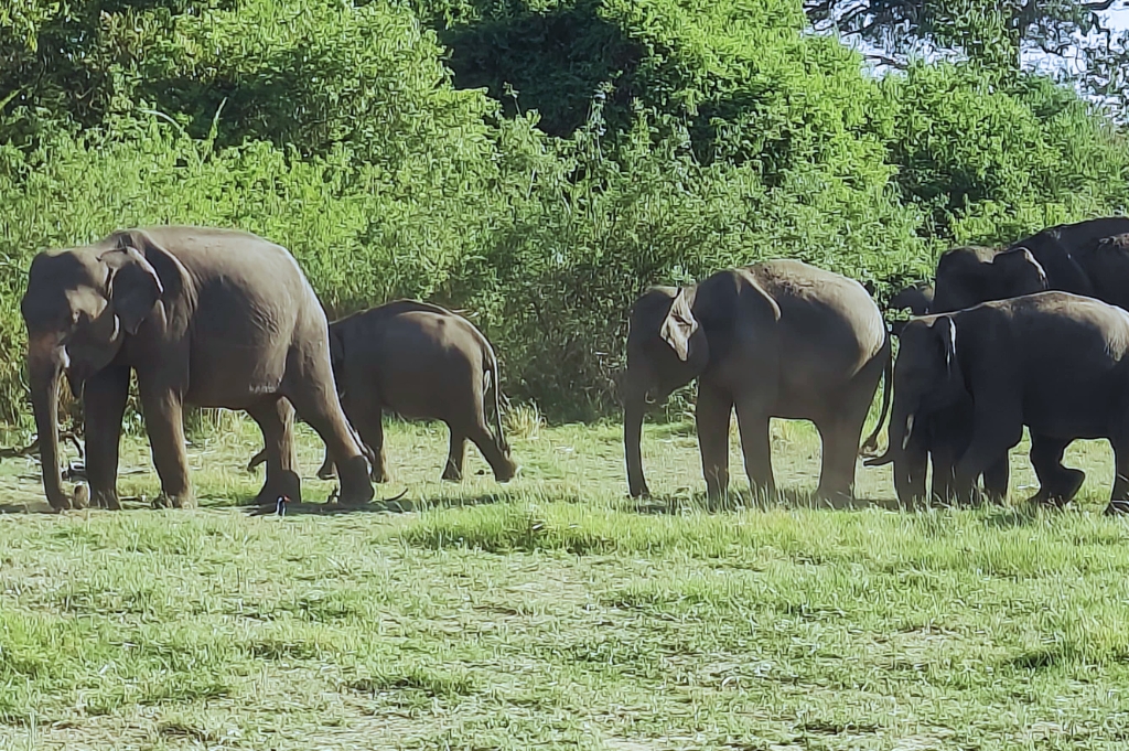 Minneriya national park elephants