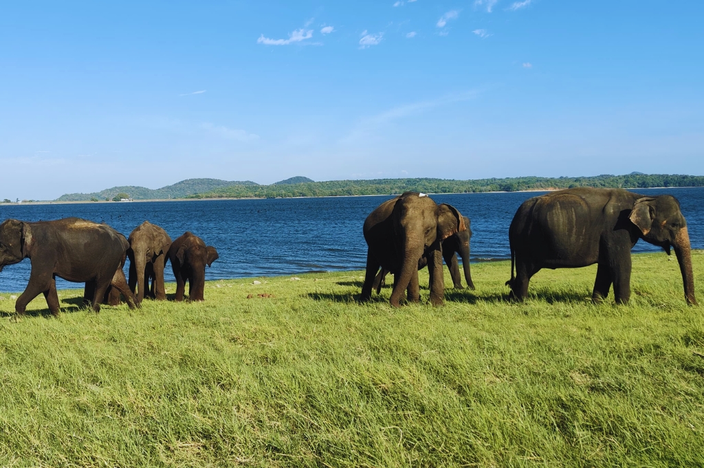Minneriya national park elephants