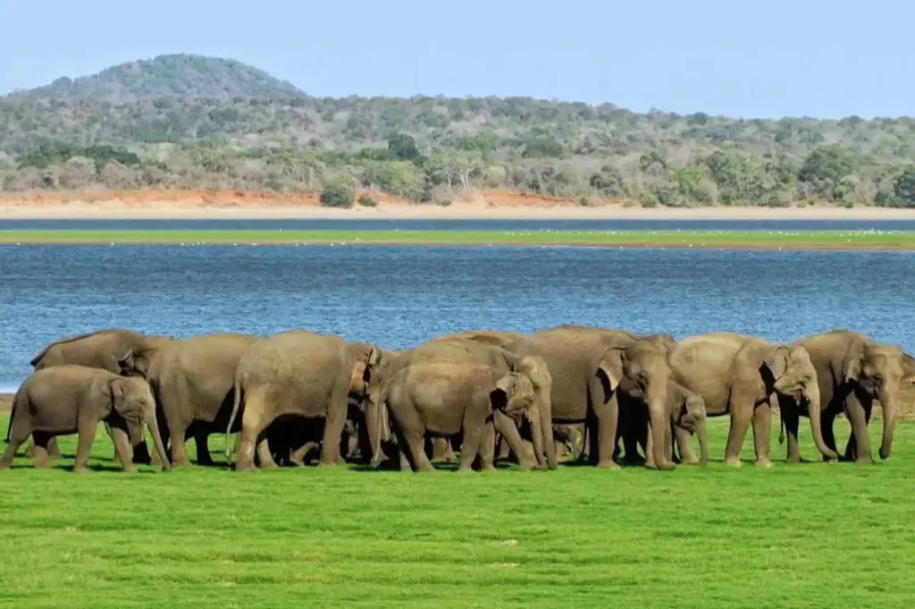 Elephant gathering near Minneriya National Park Sri Lanka